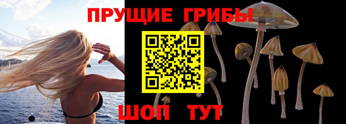 Псилоцибиновые грибы Cubensis Красногорск